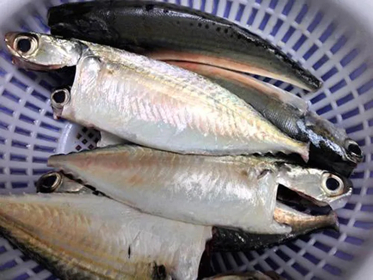 Sơ chế cá bạc má sạch sẽ giúp món kho không bị tanh