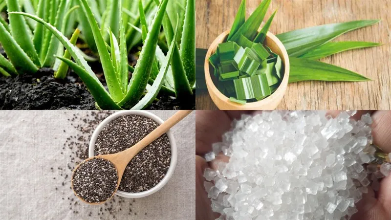 Cách chọn nha đam tươi ngon