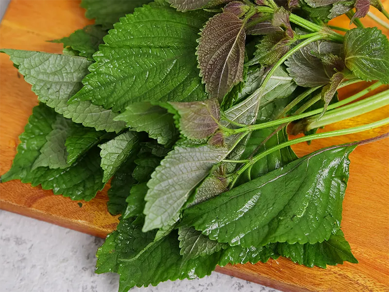 Lá tía tô tươi còn nguyên cành và lá, nguyên liệu chính để nấu nước lá tía tô