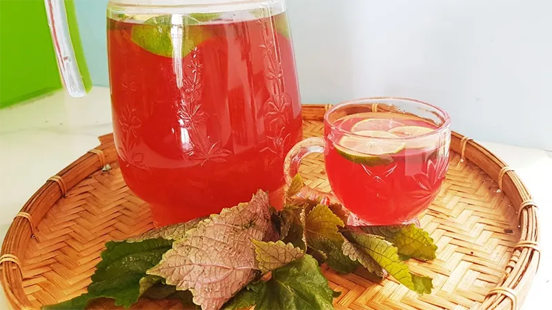 Những lưu ý quan trọng cần biết khi uống nước lá tía tô