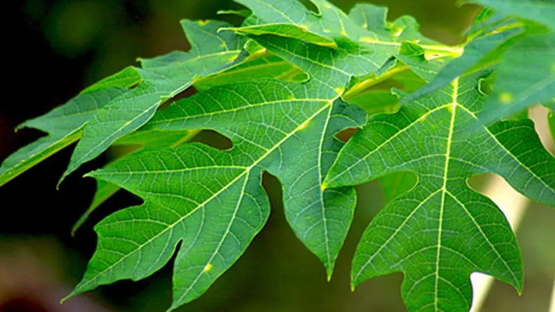 Lá đu đủ giúp da bò trở nên mềm mại tự nhiên