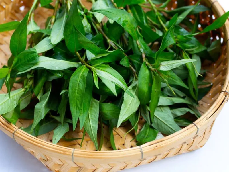 Rau răm nấu món gì dễ làm cùng những lưu ý khi chọn mua