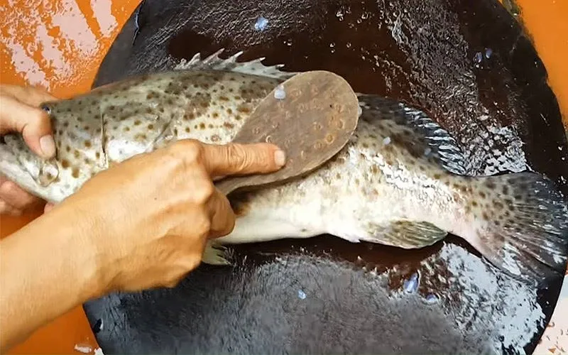 Sơ chế cá song tươi ngon