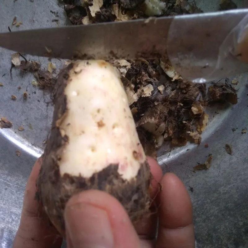 Sơ chế khoai sọ đã cắt miếng vừa ăn