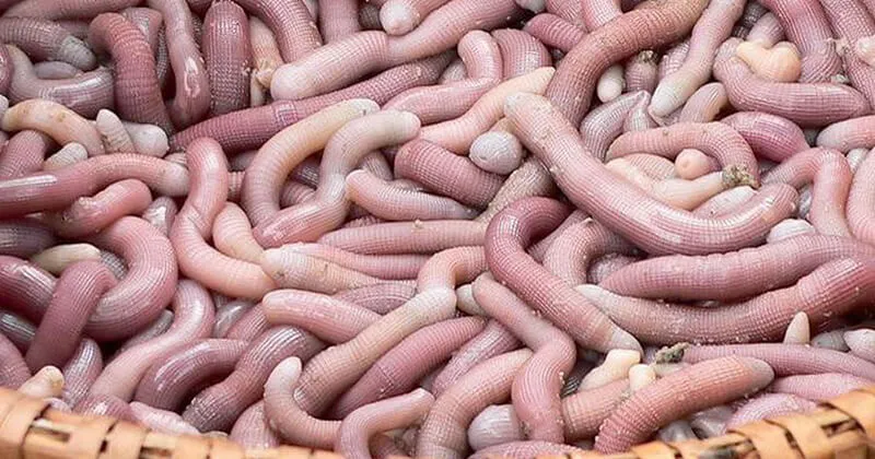 Sá Sùng (Quan Lạn, Quảng Ninh)