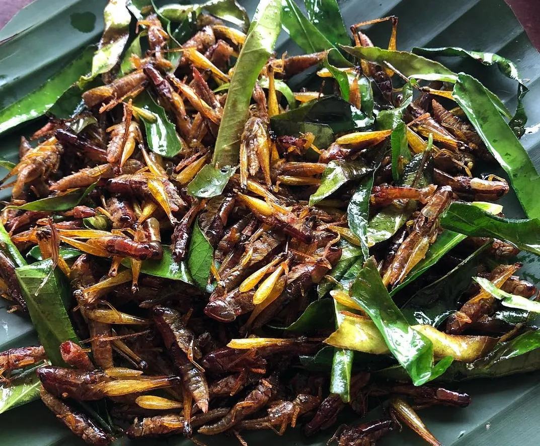 Đặc sản Tây Bắc tại Quán Kiến với xôi trứng kiến và các món côn trùng độc đáo