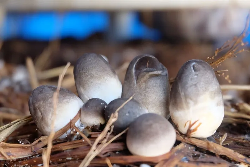 Cháo lươn nấm rơm thơm ngon giúp kích thích vị giác của trẻ nhỏ