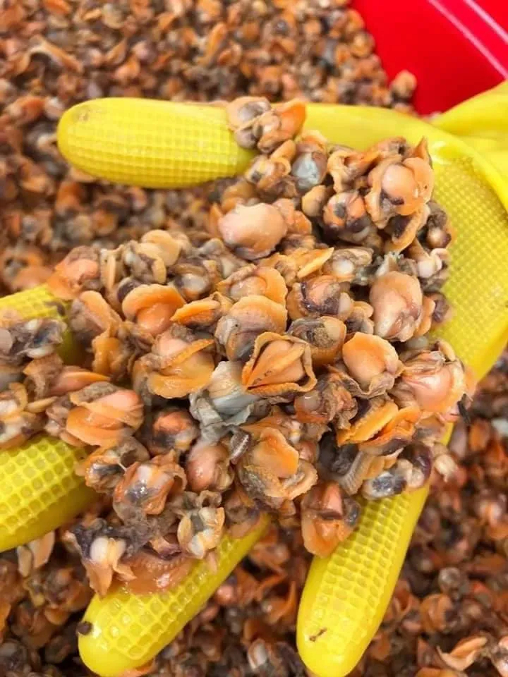 Sò huyết tươi sống vừa mua từ chợ về