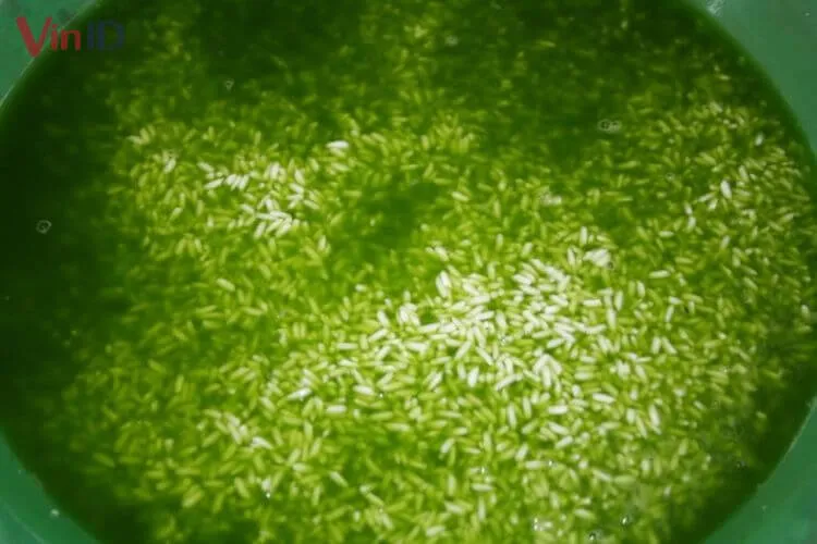 Ngâm nếp cùng lá dứa để chuẩn bị hấp xôi