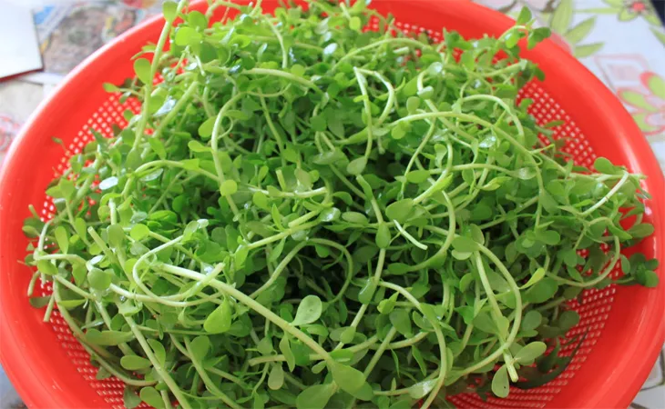 Cà chua và đậu hũ được chuẩn bị