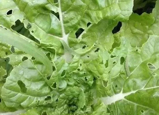 Phun thuốc trừ sâu cho cây trồng bằng máy phun áp lực cao trên đồng ruộng