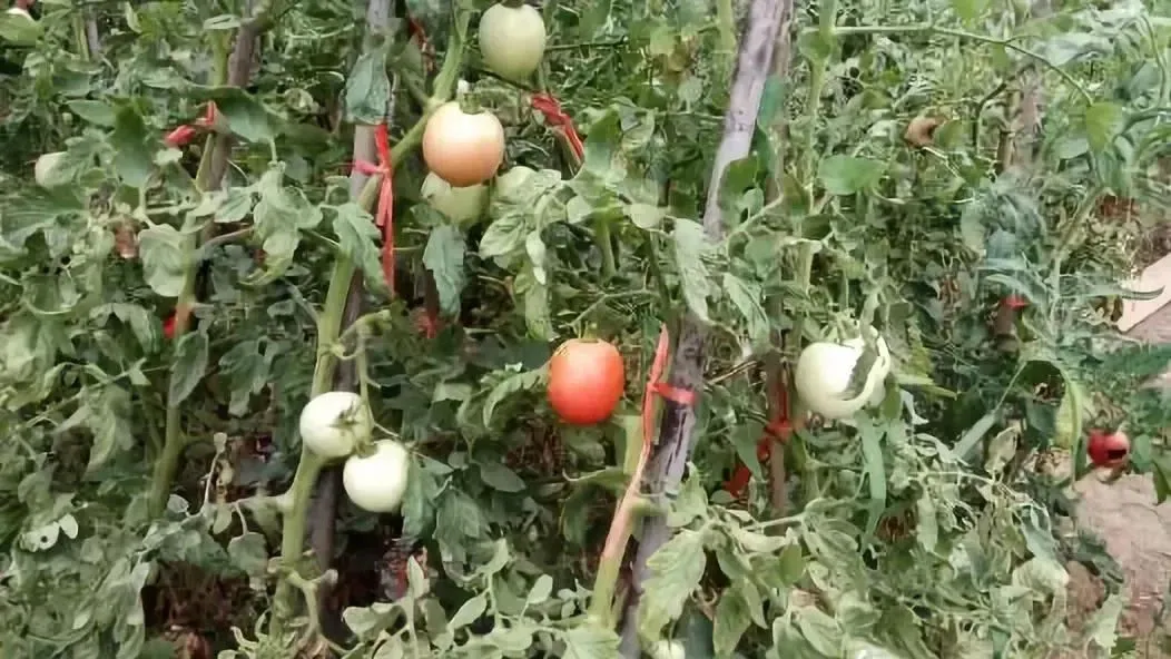 Sâu hại trên lá cây trồng cần được phòng trừ kịp thời