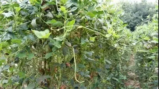 Máy phun thuốc trừ sâu chuyên dụng cho vườn cây ăn trái