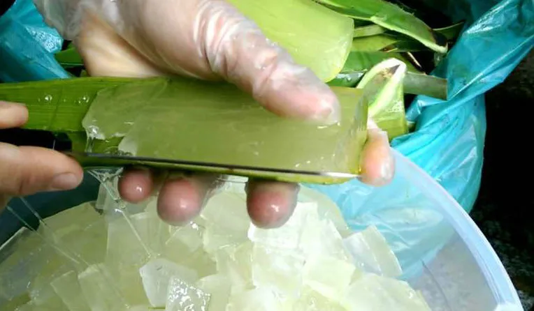 Sơ chế nha đam cho chè