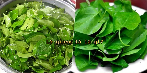 Lá giang tươi - nguyên liệu tạo vị chua tự nhiên