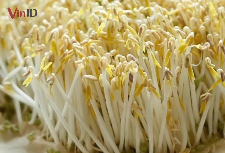 Công dụng của giá đỗ