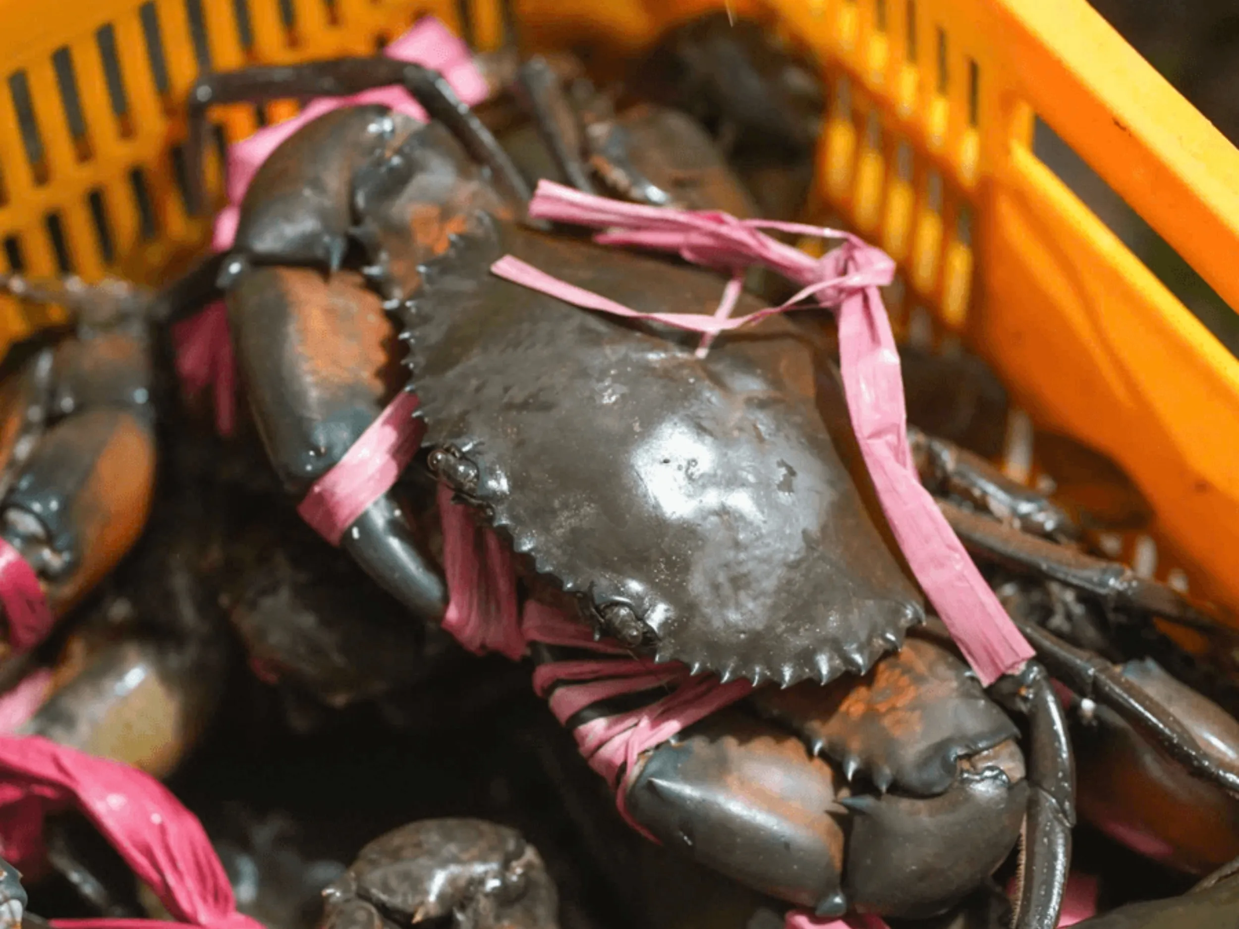 Địa chỉ mua cua Cà Mau uy tín đảm bảo chất lượng cho món canh ngon