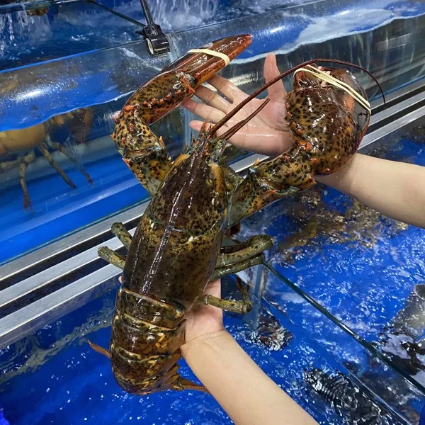 Tôm hùm Alaska tươi sống với trọng lượng khủng