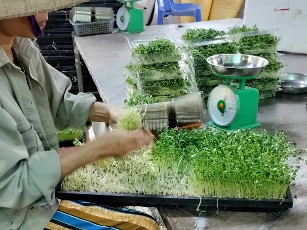 Mê tít cách làm salad rau mầm đơn giản, không đắng, thơm ngon đừng hỏi luôn nhé - Ảnh 1.