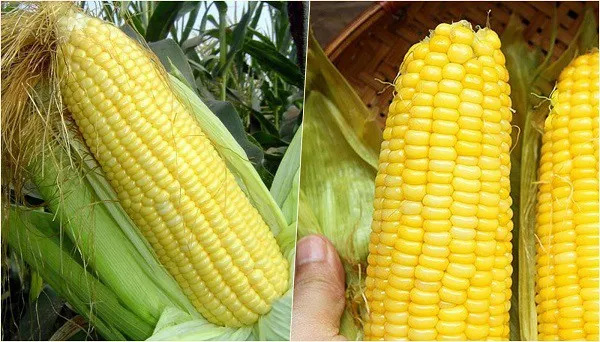 Chọn bắp ngô tươi, hạt căng mẩy