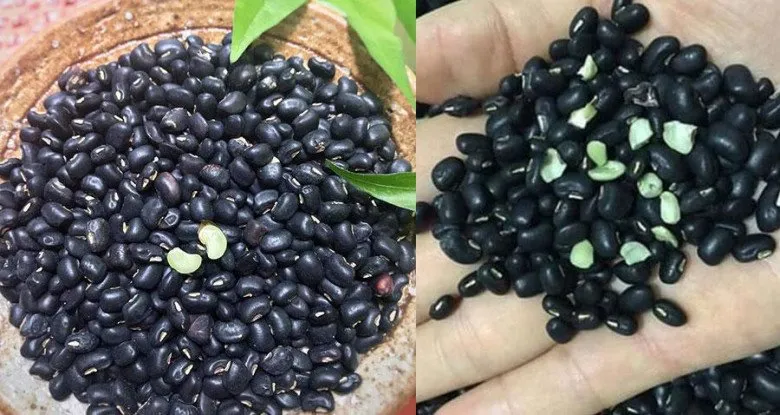 Hạt đậu đen tươi ngon chuẩn bị nấu chè