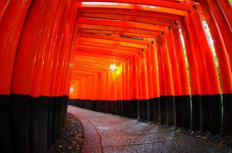 Hình ảnh so sánh thịt bò Kobe và Matsusaka