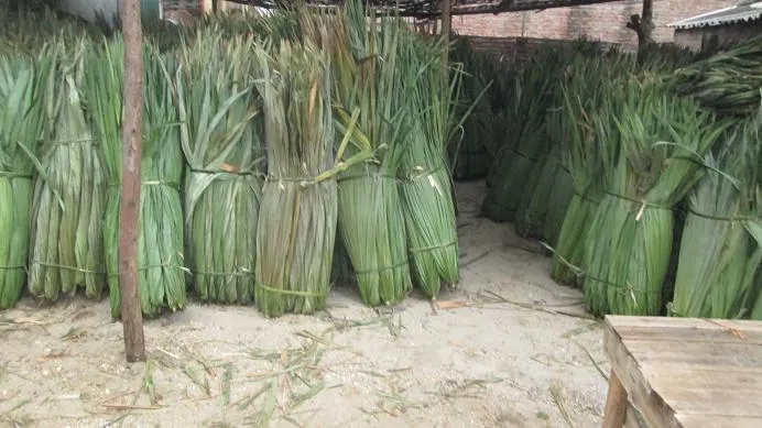 Lá cọ lợp nhà tại Hà Nam