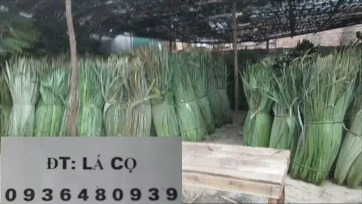 Lá cọ giá tại Lạng Sơn