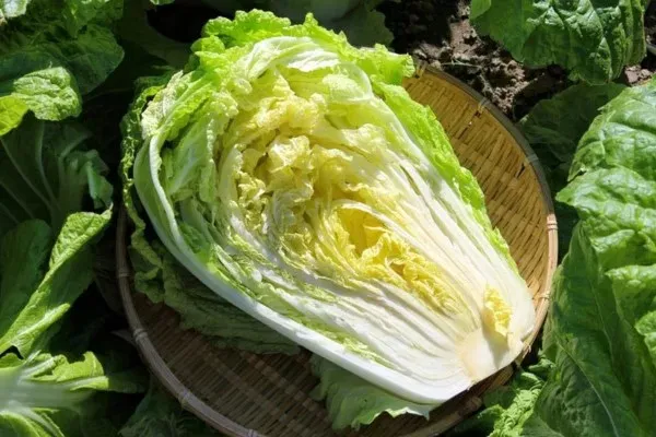 Lựa chọn cải thảo tươi để thực hiện kim chi hàn quốc cách làm chuẩn vị