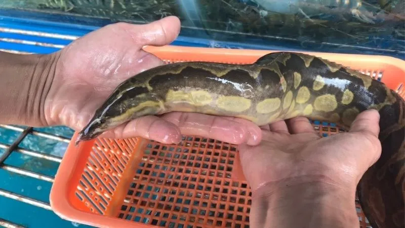 Mẹo chọn nguyên liệu để giải đáp cá chạch nấu gì ngon nhất