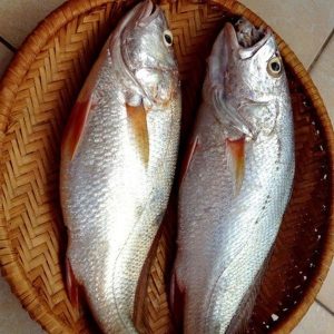 Cá Sóc Làm Món Gì Ngon? Tuyệt Chiêu Chế Biến Cá Sóc Chuẩn Vị