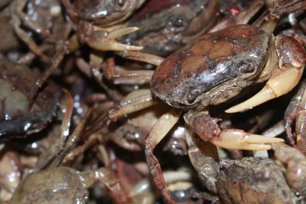 Cách chọn mua cua đồng ngon