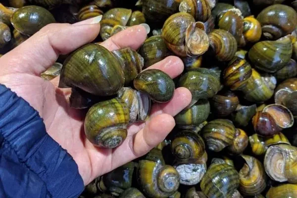 Cách chọn mua ốc bươu ngon