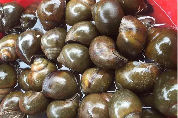 Mẹo chọn ốc nhồi tươi ngon, béo thịt để nấu ốc chuối đậu