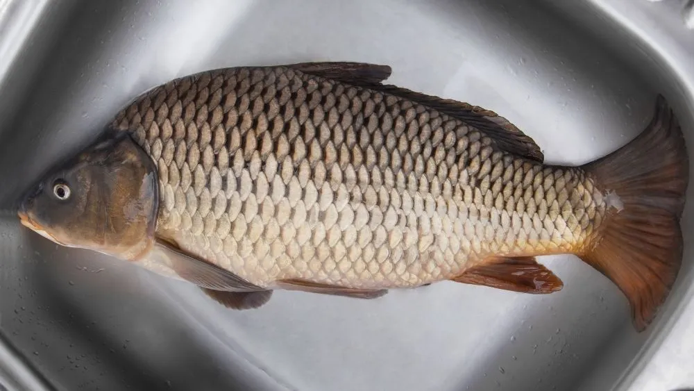 Cá chép tươi ngon là yếu tố quan trọng