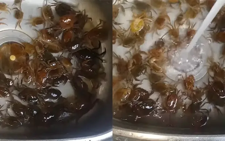 Cách làm cua đồng nấu canh bí đao thanh mát tại nhà