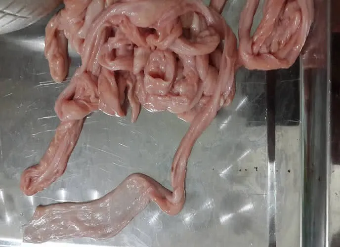 cÃ¡ch lÃ m láº¡p xÆ°á»Ÿng Cao Báº±ng 2