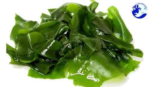 Rong mứt biển Quy Nhơn tươi ngon dùng để nấu canh chuẩn vị