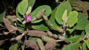 Cách Nấu Cây An Xoa Chuẩn Vị, Tối Ưu Công Dụng Cho Sức Khỏe