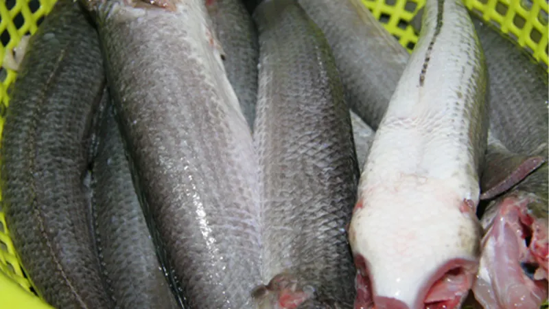 Hướng dẫn chi tiết cách làm sạch cá lóc, loại bỏ mang và nội tạng