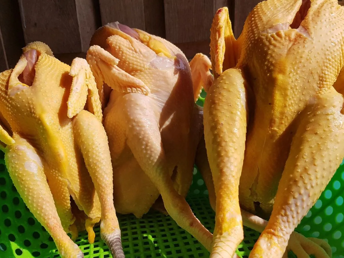 Lựa chọn gà ta tươi ngon là bước quan trọng nhất trong quy trình nấu