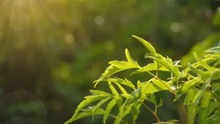 Quy trình sơ chế lá đinh lăng tươi sạch sẽ trước khi nấu