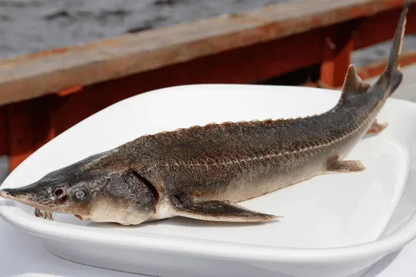 Cách Sơ Chế Cá Tầm Không Bị Tanh