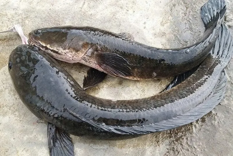 Phi thơm tỏi và xào cà chua tạo màu sắc cho canh