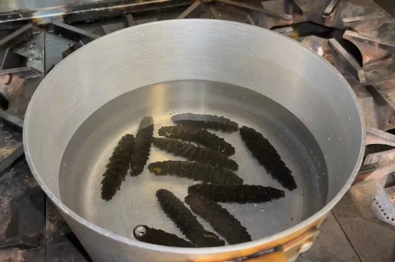 Hải sâm sau khi luộc được ngâm trong thau nước đá để giữ độ giòn