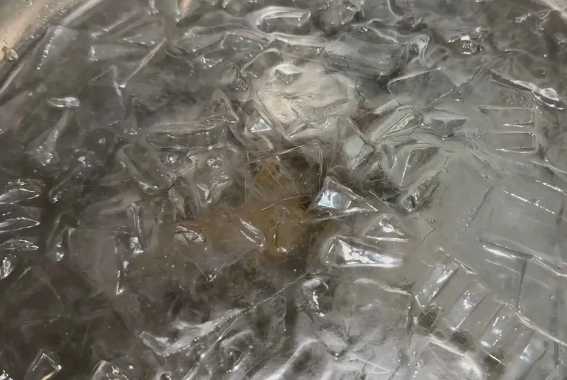 Hải sâm được làm sạch bên trong sau khi ngâm nước đá