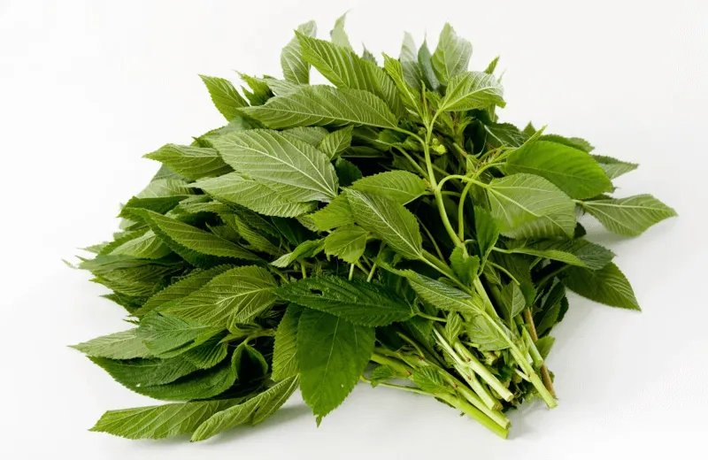 Những bó rau đay có nhiều đọt non, lá xanh đậm, không bị vàng úa khi nấu sẽ mềm và ngon hơn.