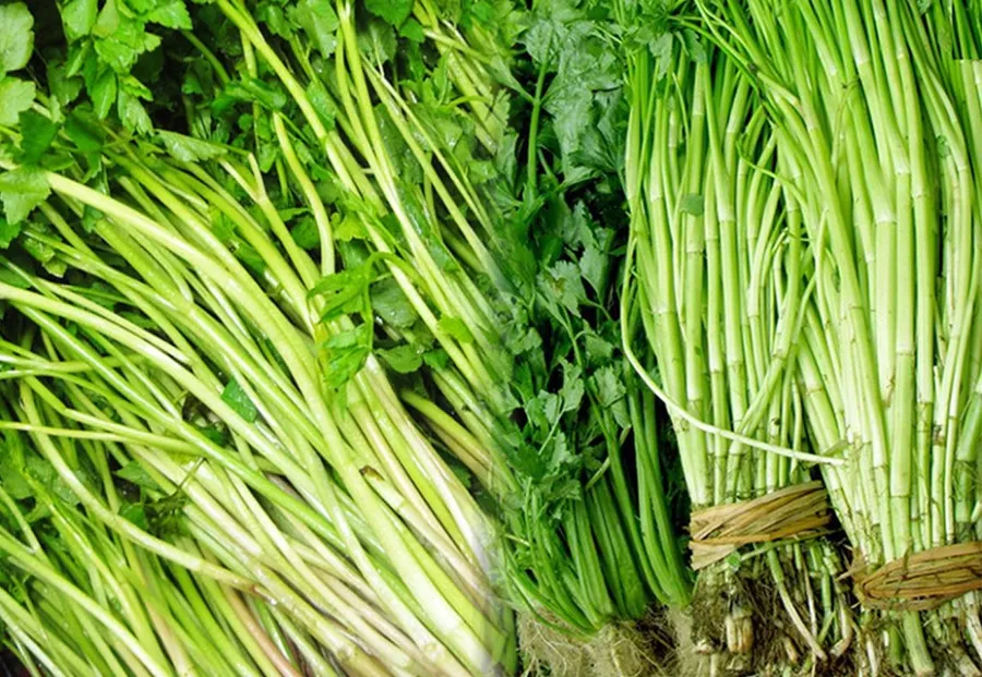 Cách chọn rau cần nước tươi ngon không bị xơ già