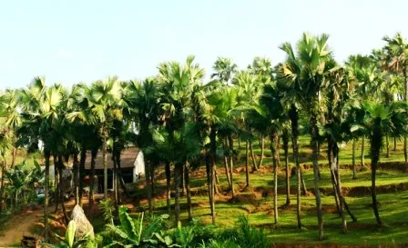 Cây cọ mọc tự nhiên