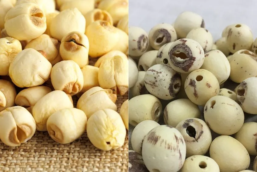 Hạt sen tươi và hạt sen khô đều phù hợp để nấu cháo cho bé